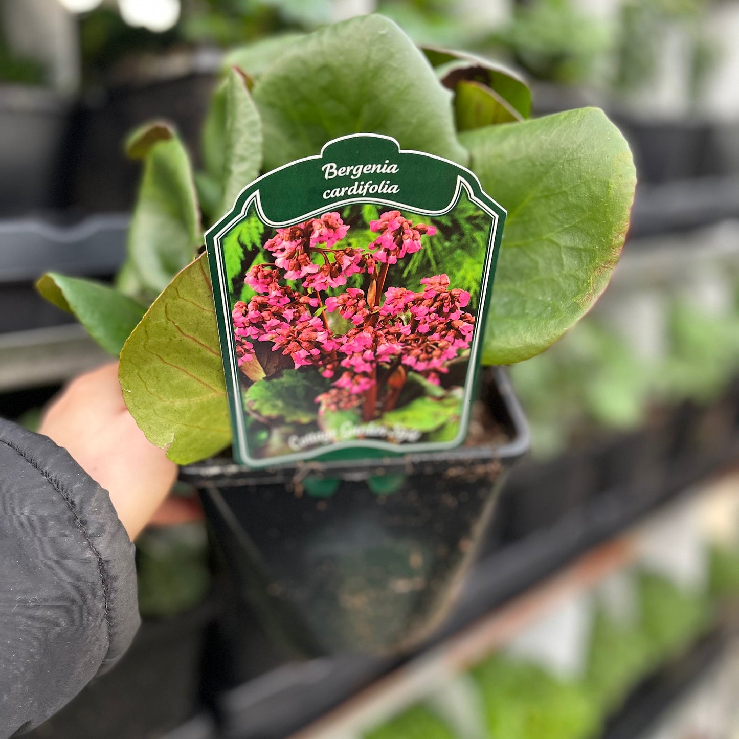 Bergenia cordifolia 'Purpurea' (Elephant's Ears) - Two sizes available