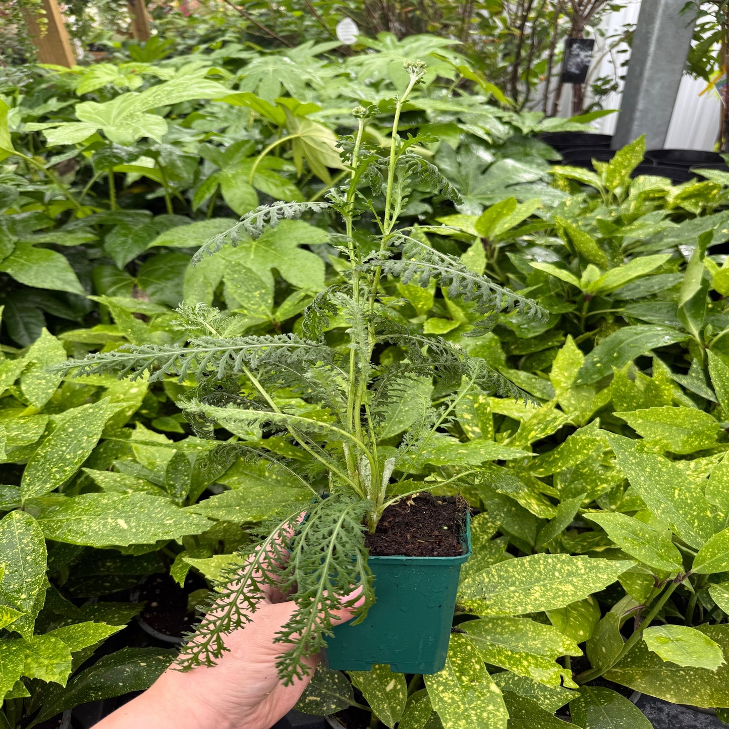 Achillea 'Coronation Gold' 9cm