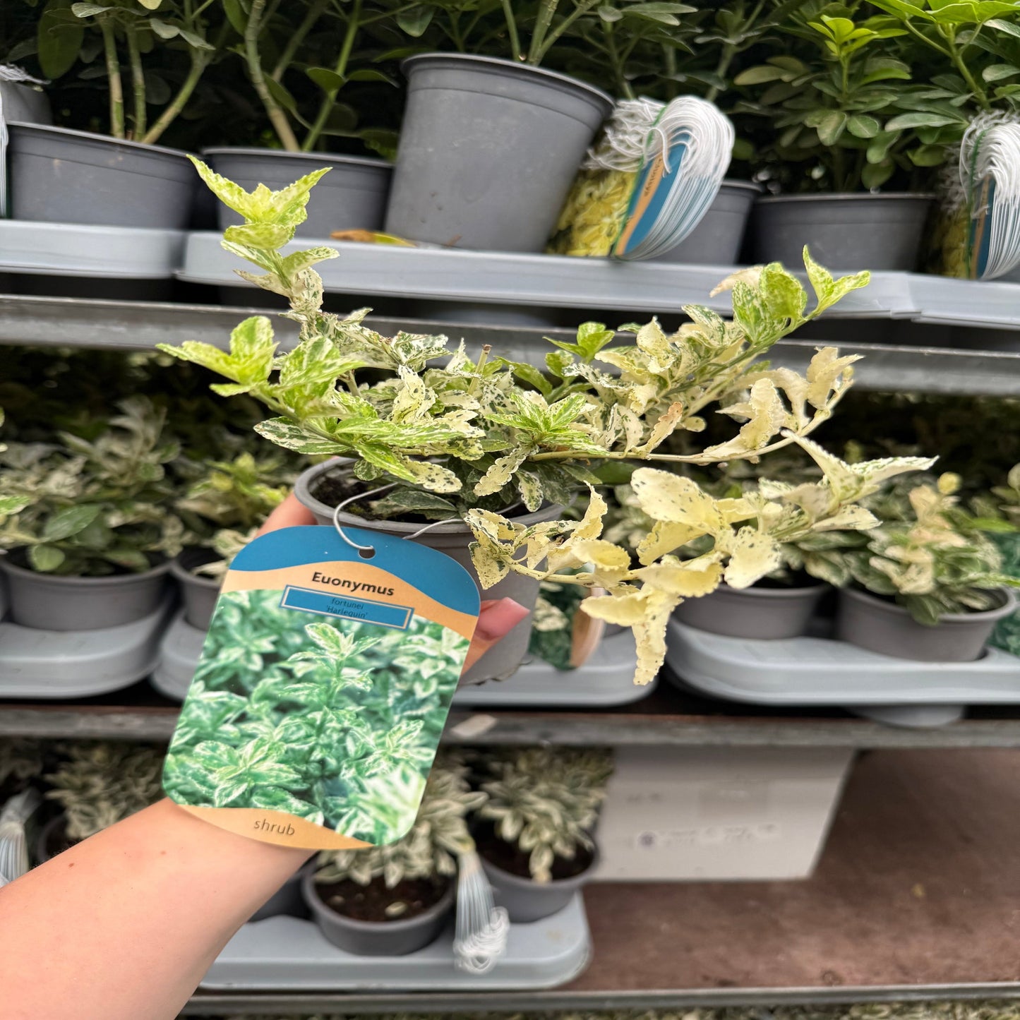 Euonymus fortunei 'Harlequin' 9cm / 1.5L / 2L