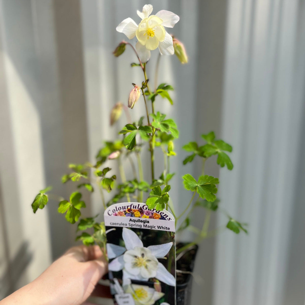 Aquilegia 'Spring Magic White' 9cm
