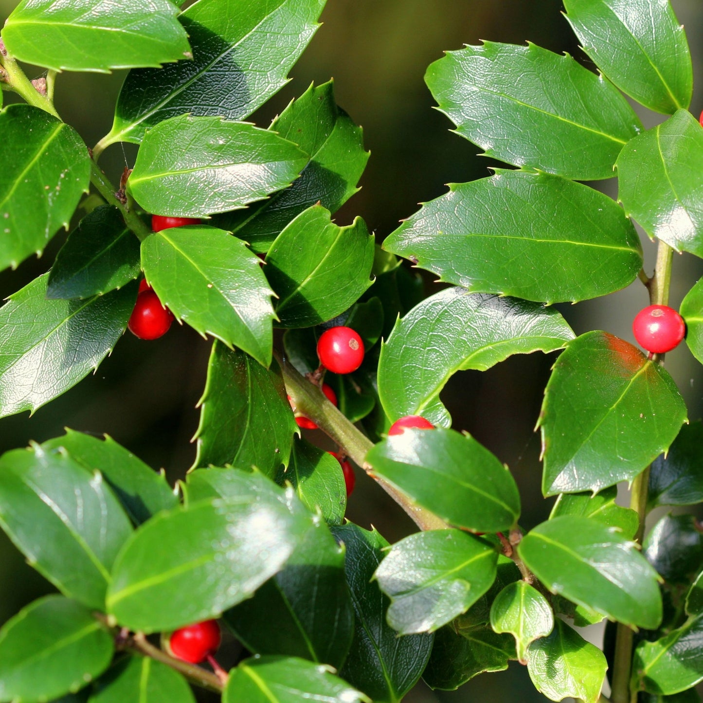 Ilex merserveae 'Blue Maid' Ball 10L (35-40cm diameter)