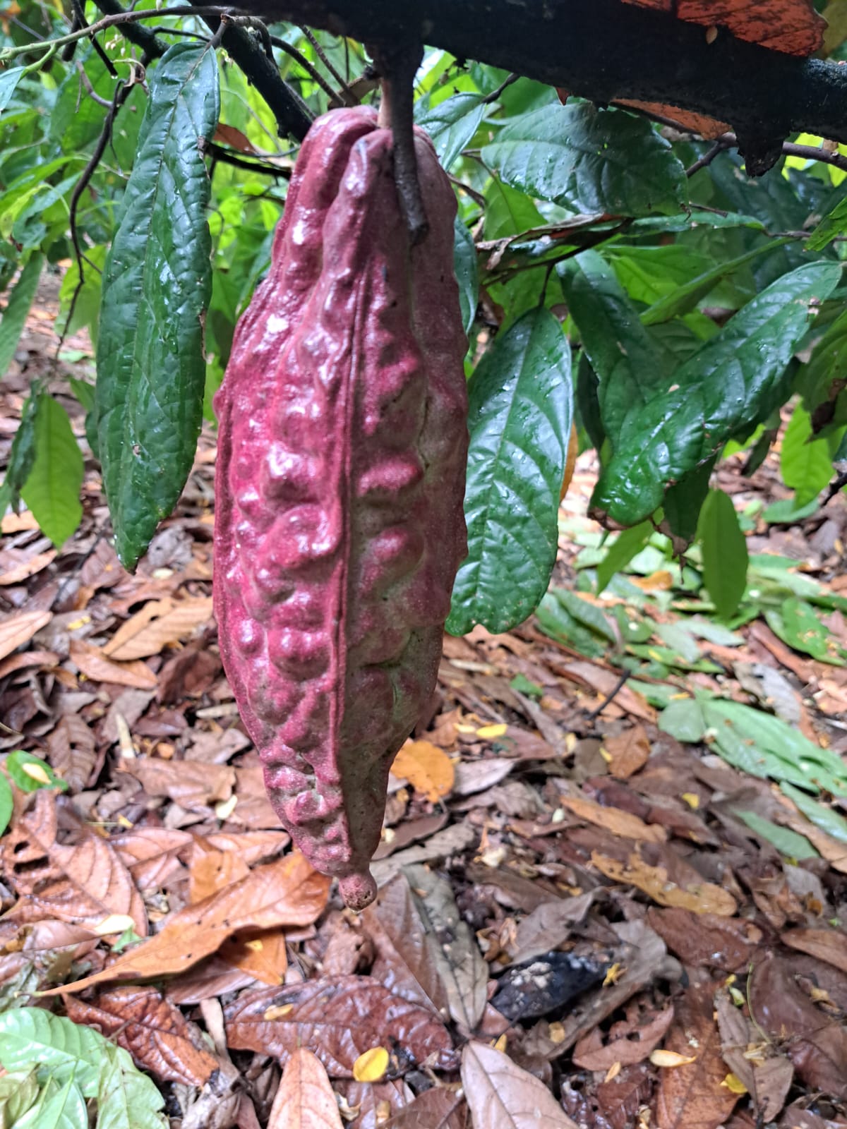 Mexican Lavado Cacao – Medicine Festival 2026