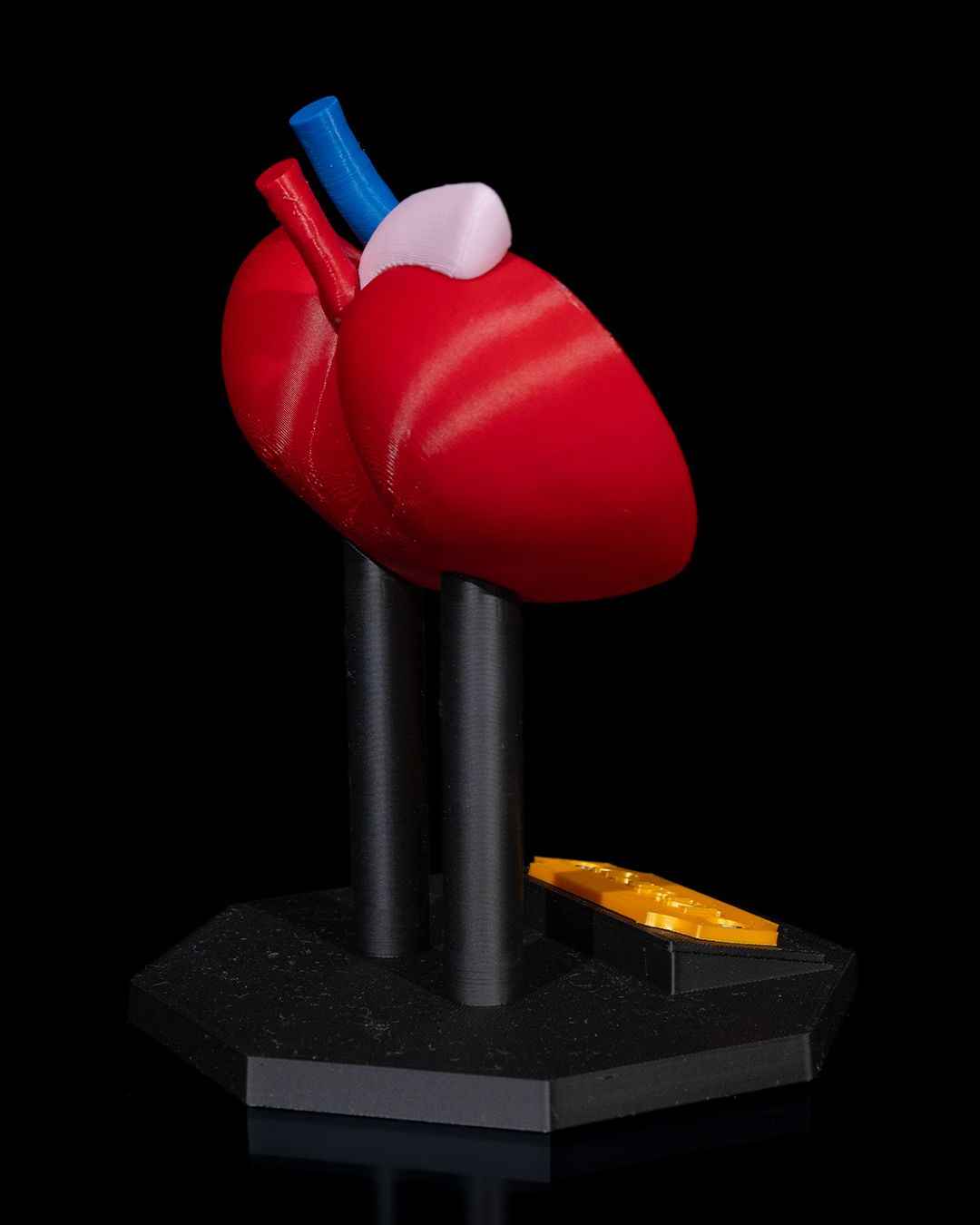 Kidney educational model