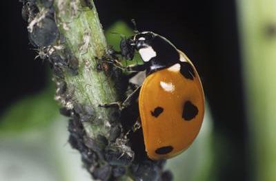 Ladybirds for Aphids