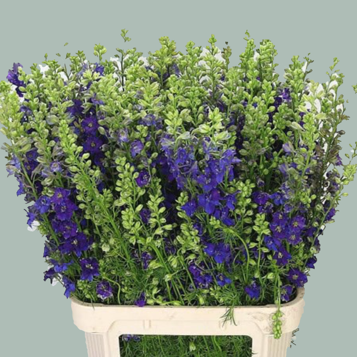 Blue Larkspur (Qis Dark Blue) – 70cm Stems