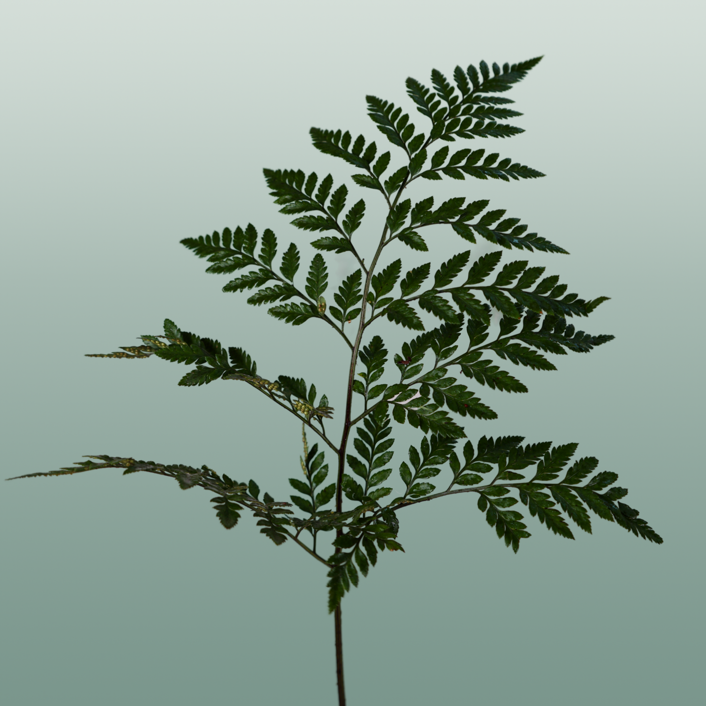 GR Leather Leaf Medium