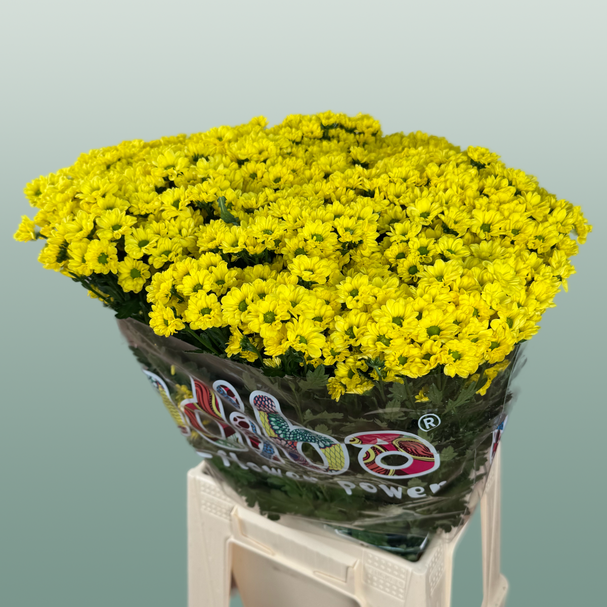 Chrysanthemum Santini Madiba Ringa (25 Stems)