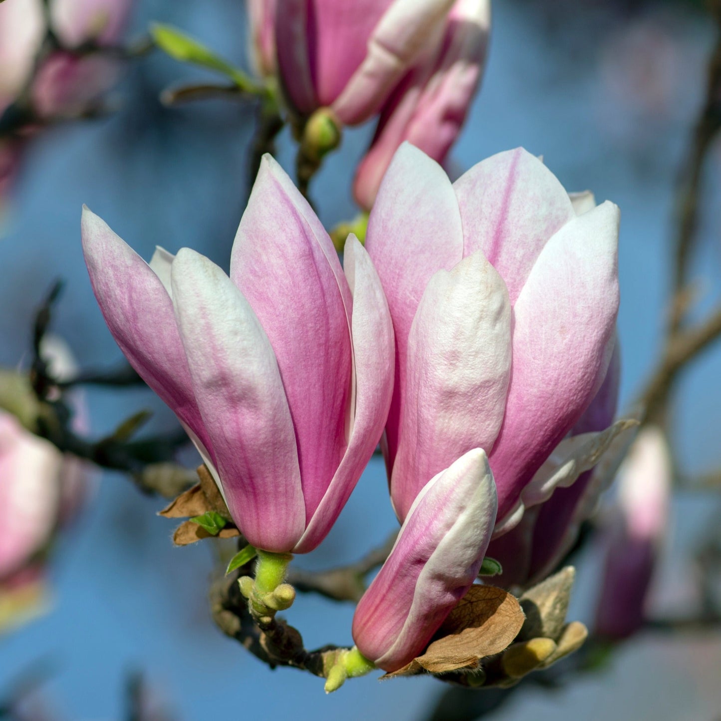 Magnolia x Soulangeana 'Saucer Magnolia' 9cm-3L