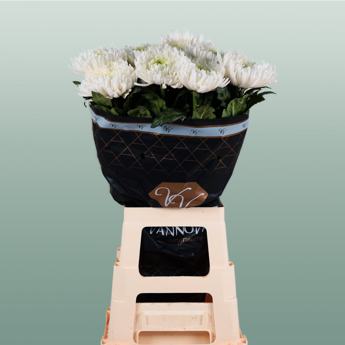 Chrysanthemum G Magnum