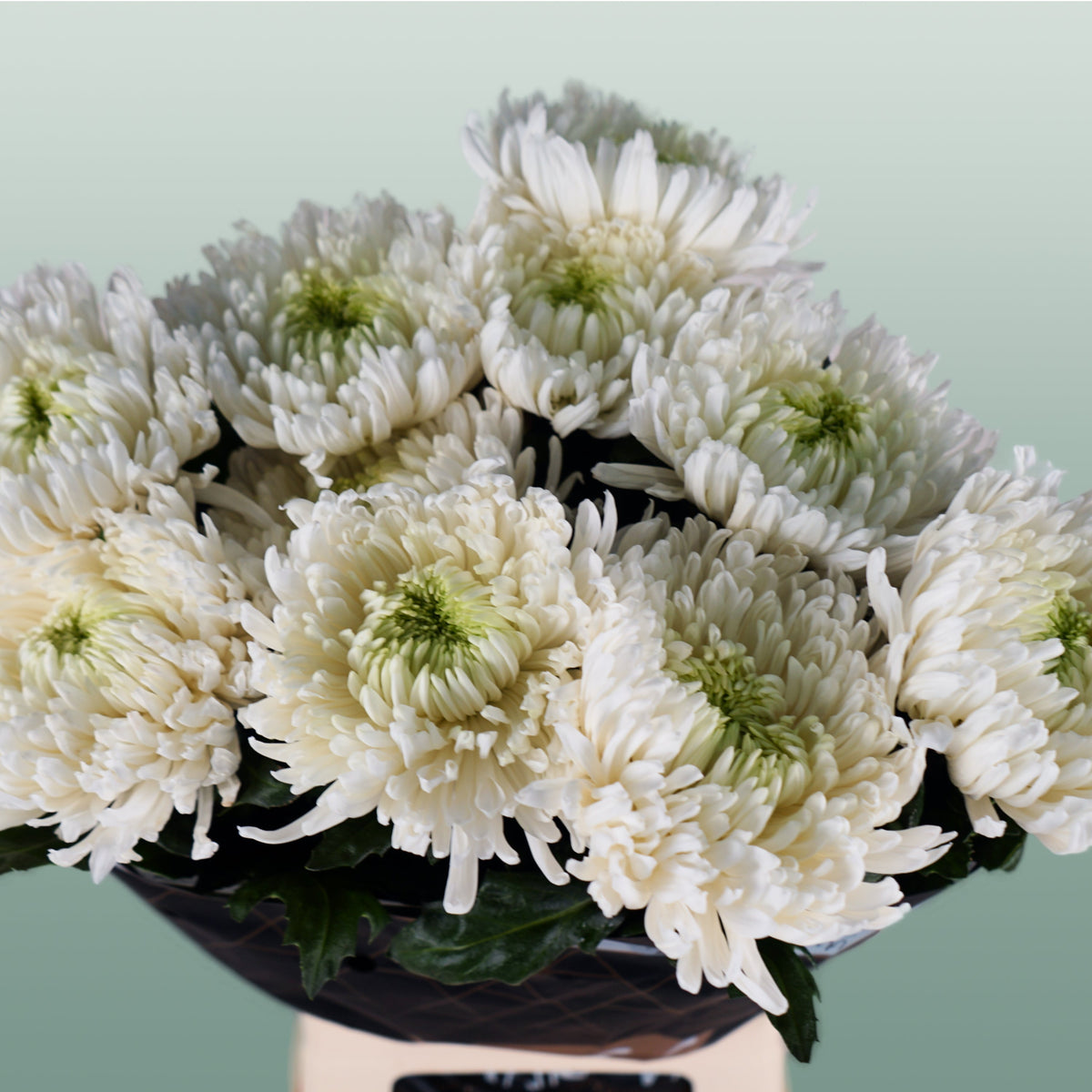 Chrysanthemum G Magnum
