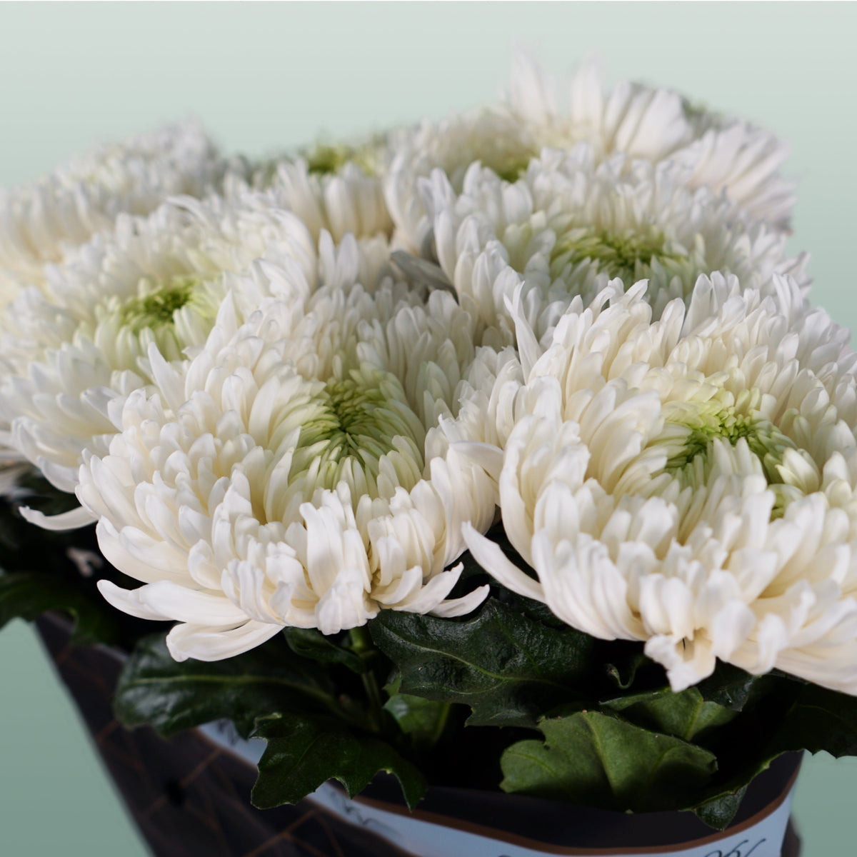 Chrysanthemum G Magnum