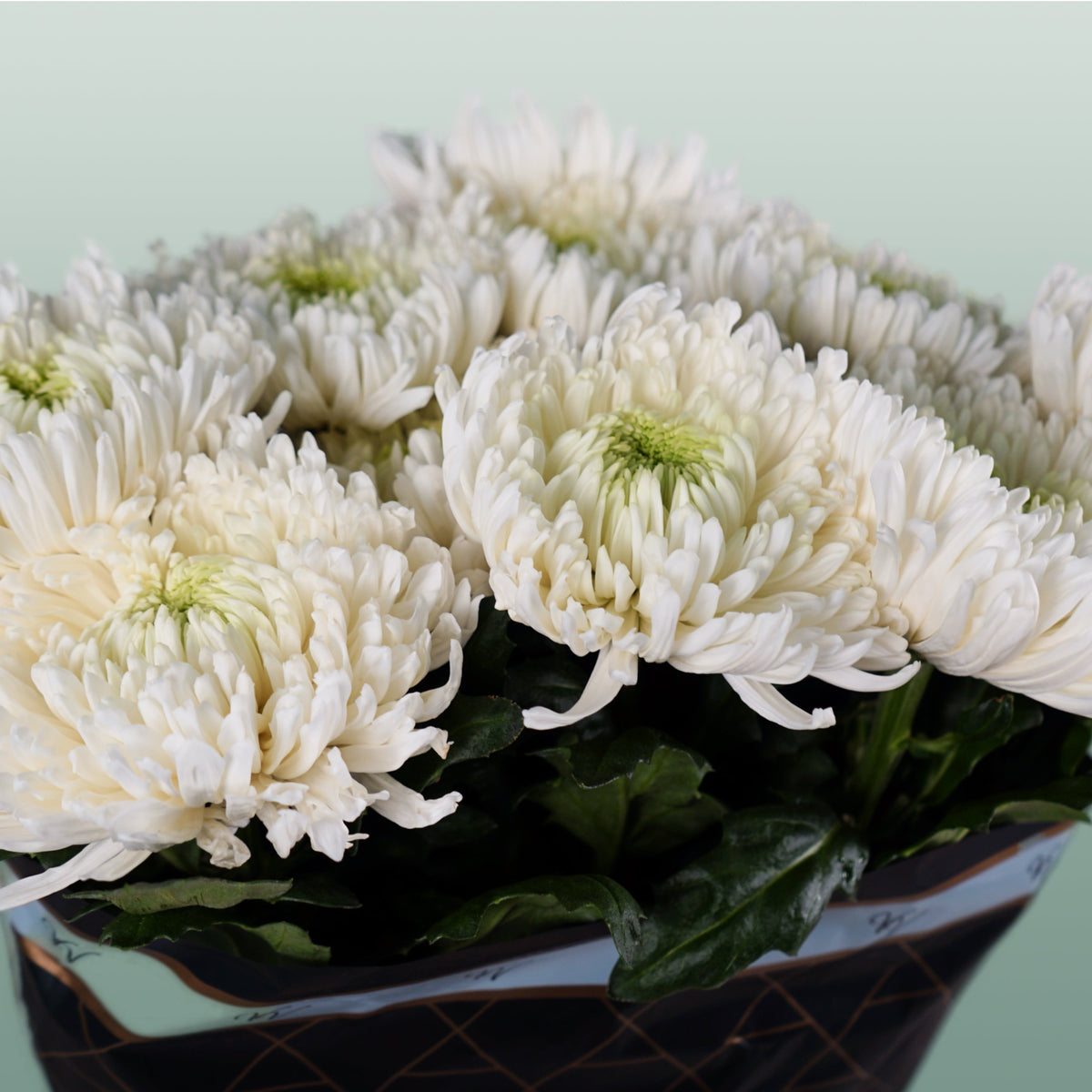 Chrysanthemum G Magnum