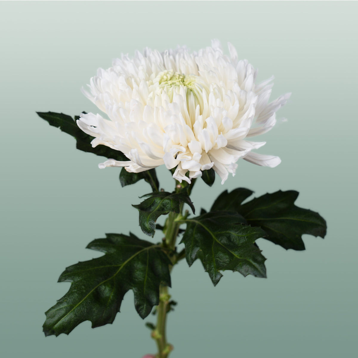 Chrysanthemum G Magnum