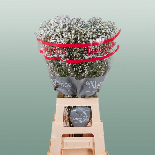 Gypsophila Xlence (25 Stems)