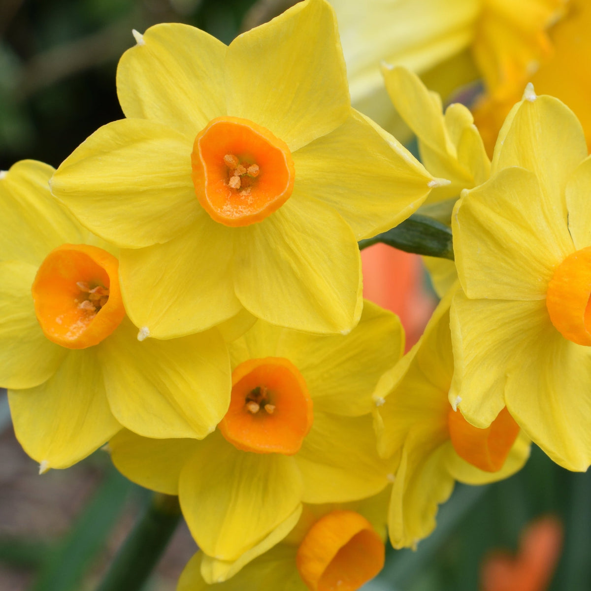 Dwarf Daffodil 'Martinette' (7 Bulbs)