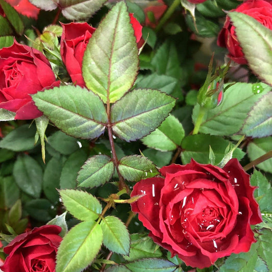 Mother's Day Rose | Florabunda 4L Potted Rose (PRE ORDER DECEMBER '25)