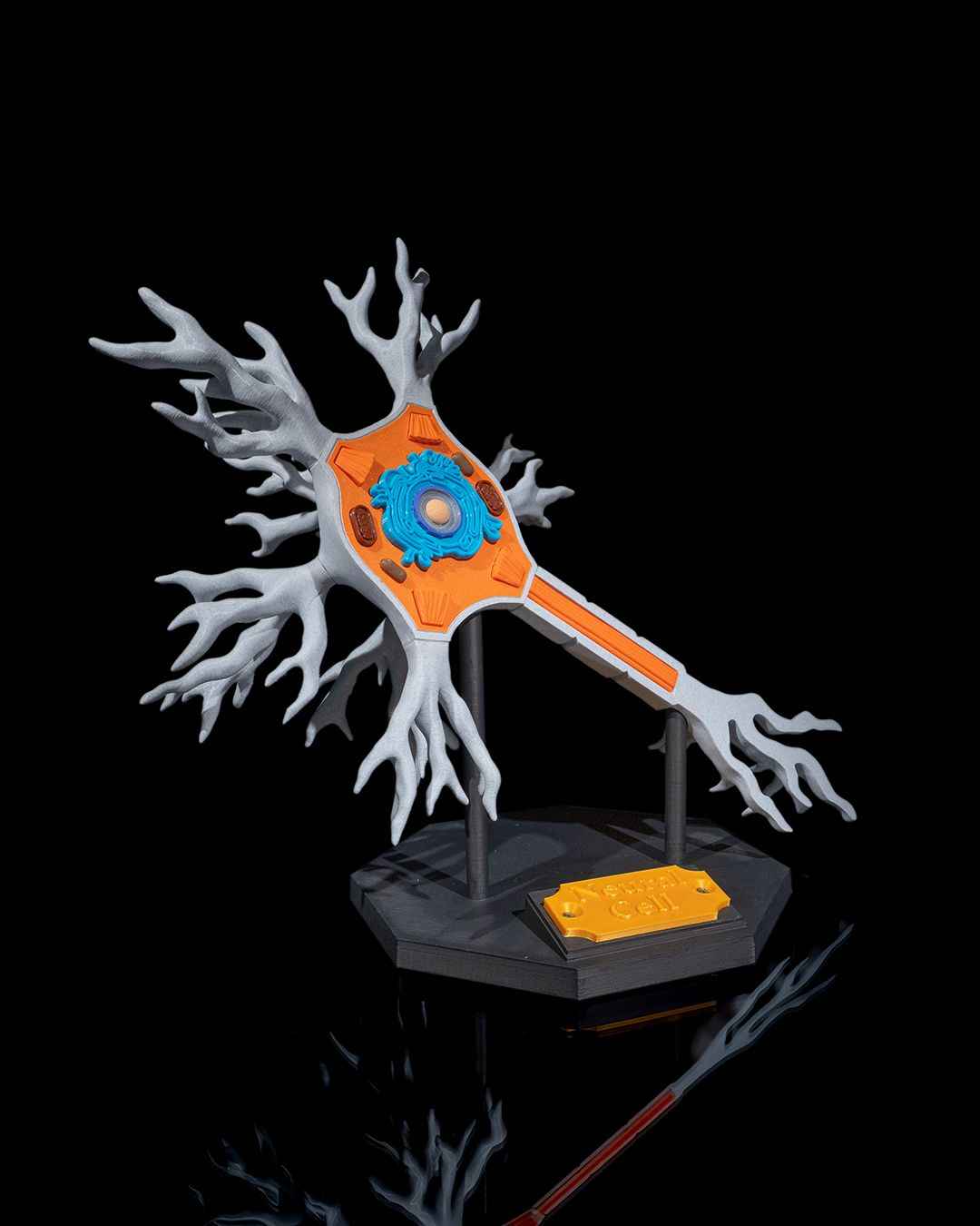 Neural educational model
