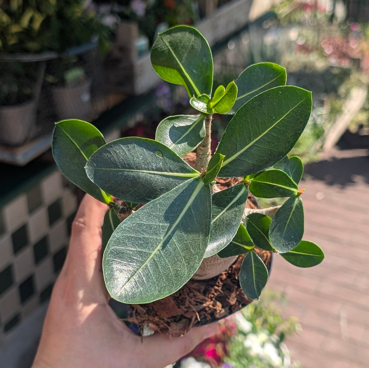 Adenium obesum 'Baobab' (Desert Rose)