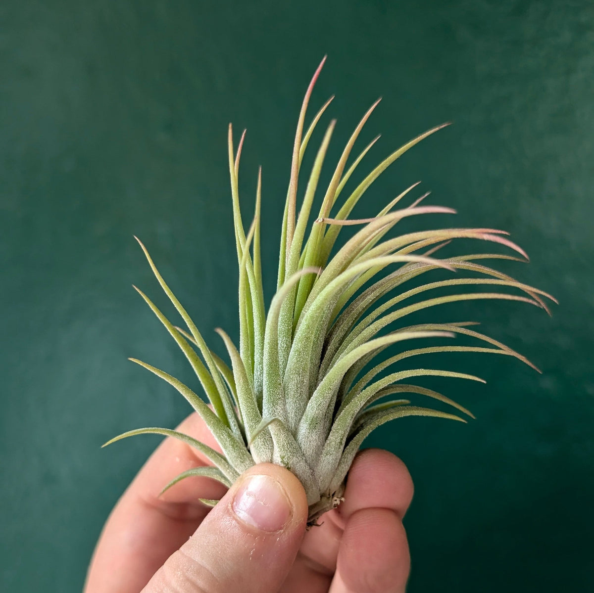 Tillandsia 'Ionantha Red' (Air Plant)
