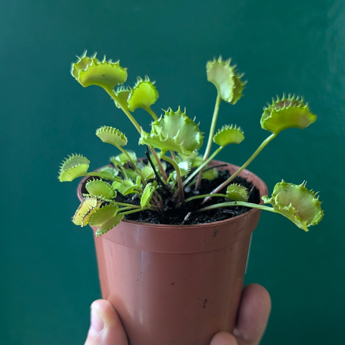 Dionaea muscipula 'Zipp' (Venus Flytrap Zipp)