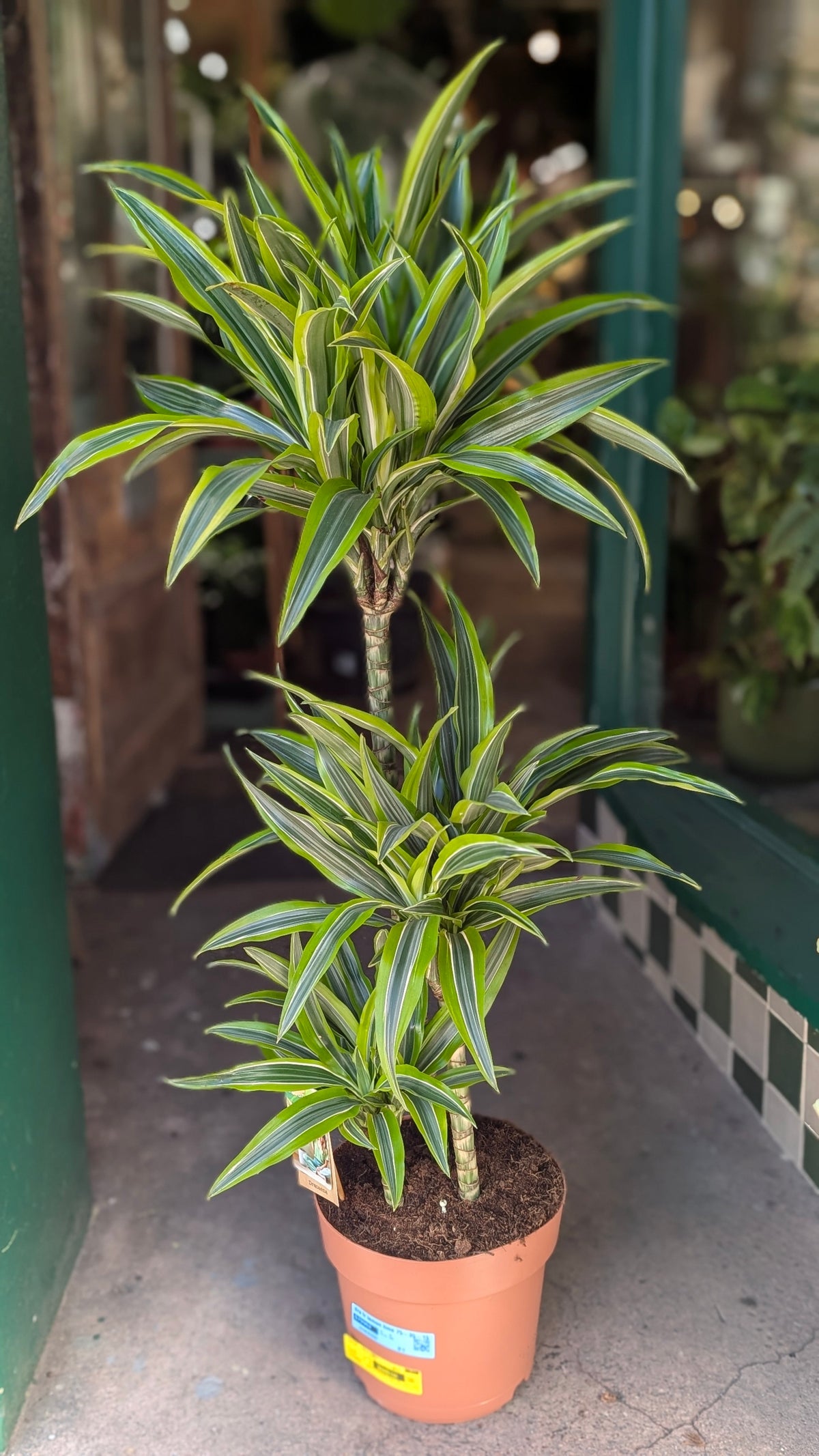 Dracaena fragrans (Corn Plant)
