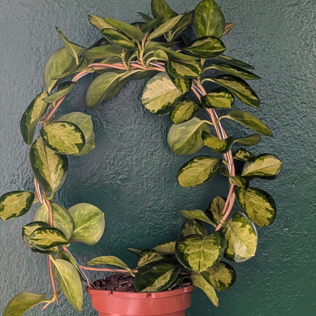 Hoya australis 'Lisa'