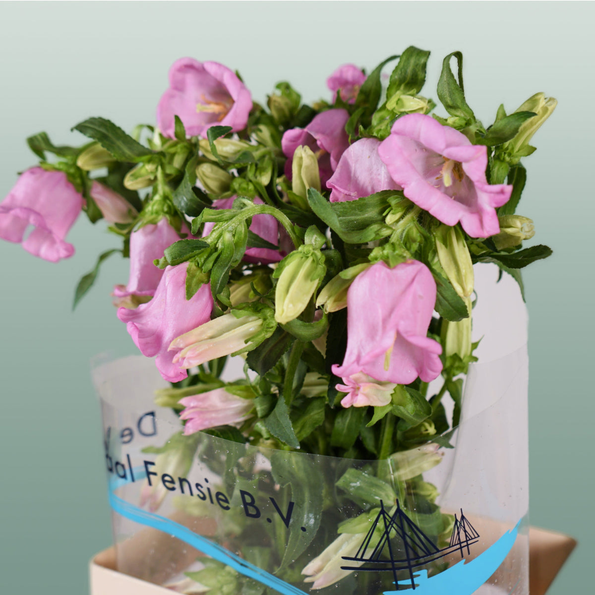 Bellflower - Campanula - Pearl Pink
