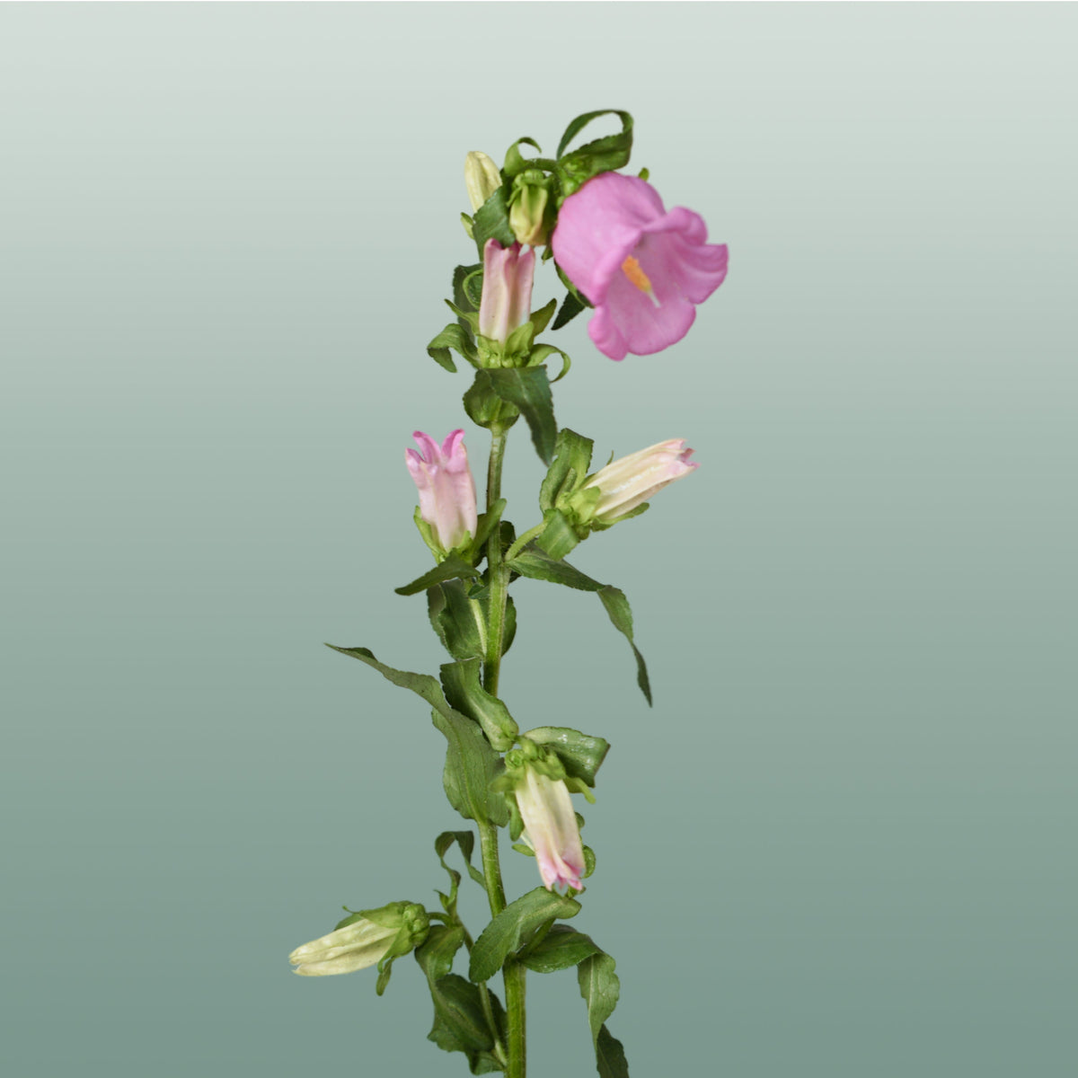 Bellflower - Campanula - Pearl Pink