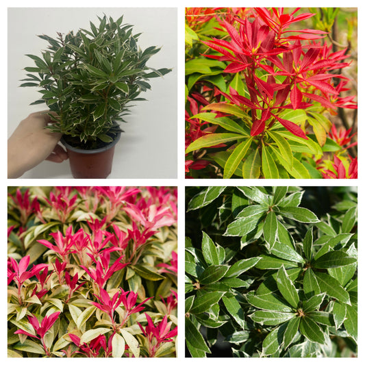3 x Pieris (3 x 9cm Pots)