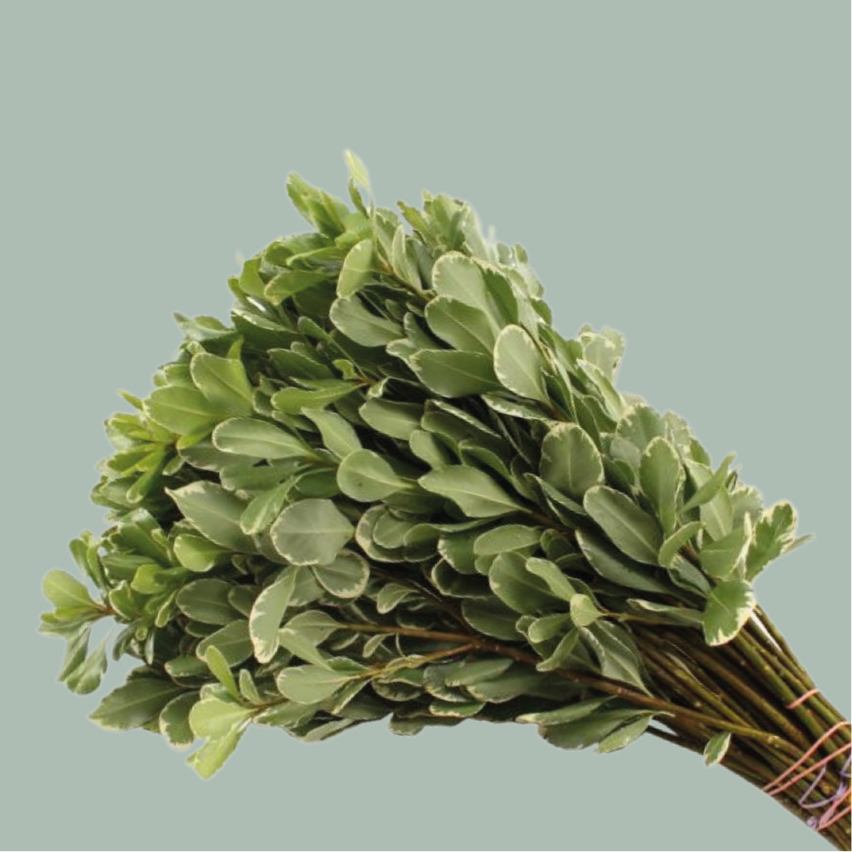 Pittosporum Nigra