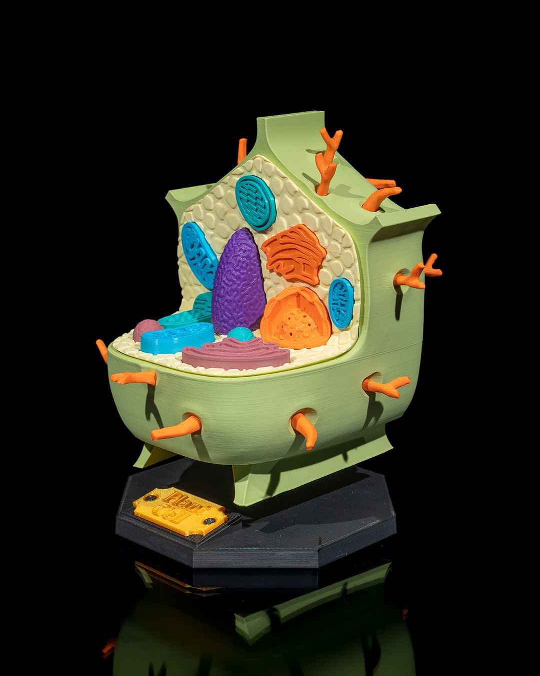 Plant Cell educational model