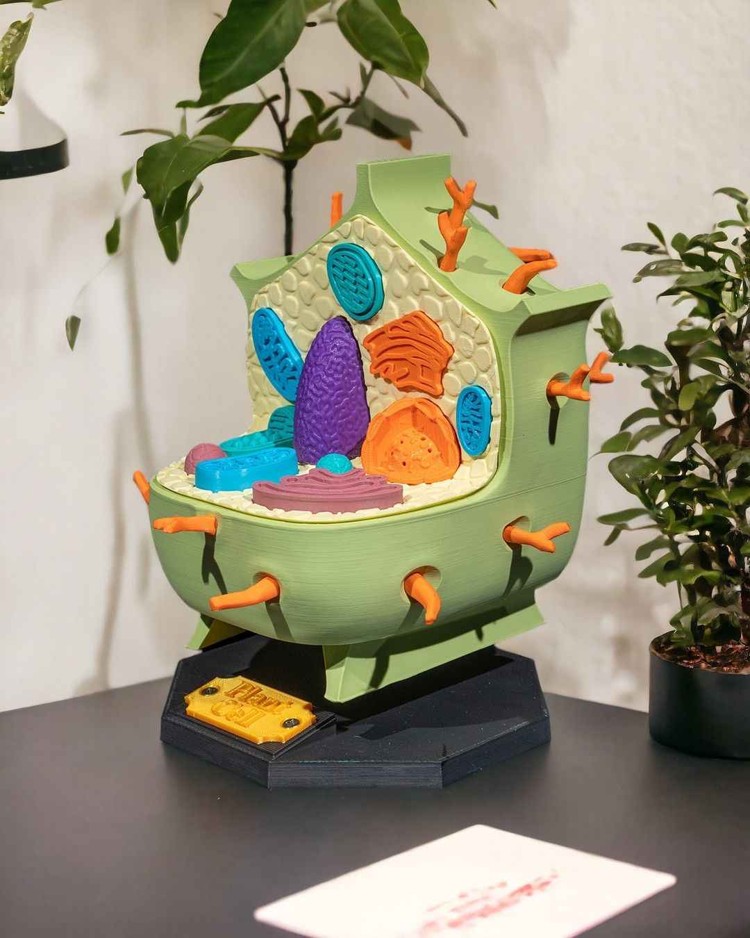 Plant Cell educational model