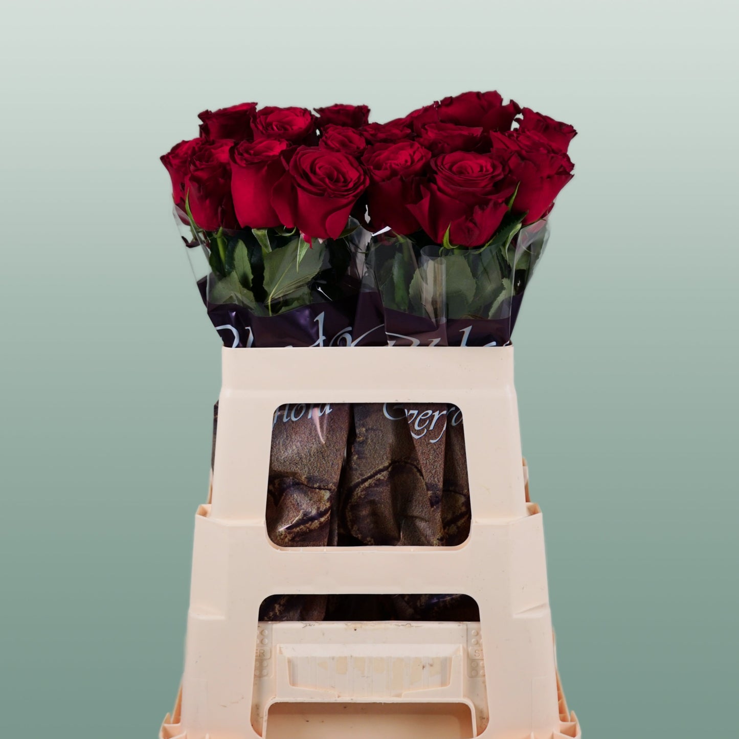 Rose Rhodos (20 Stems)