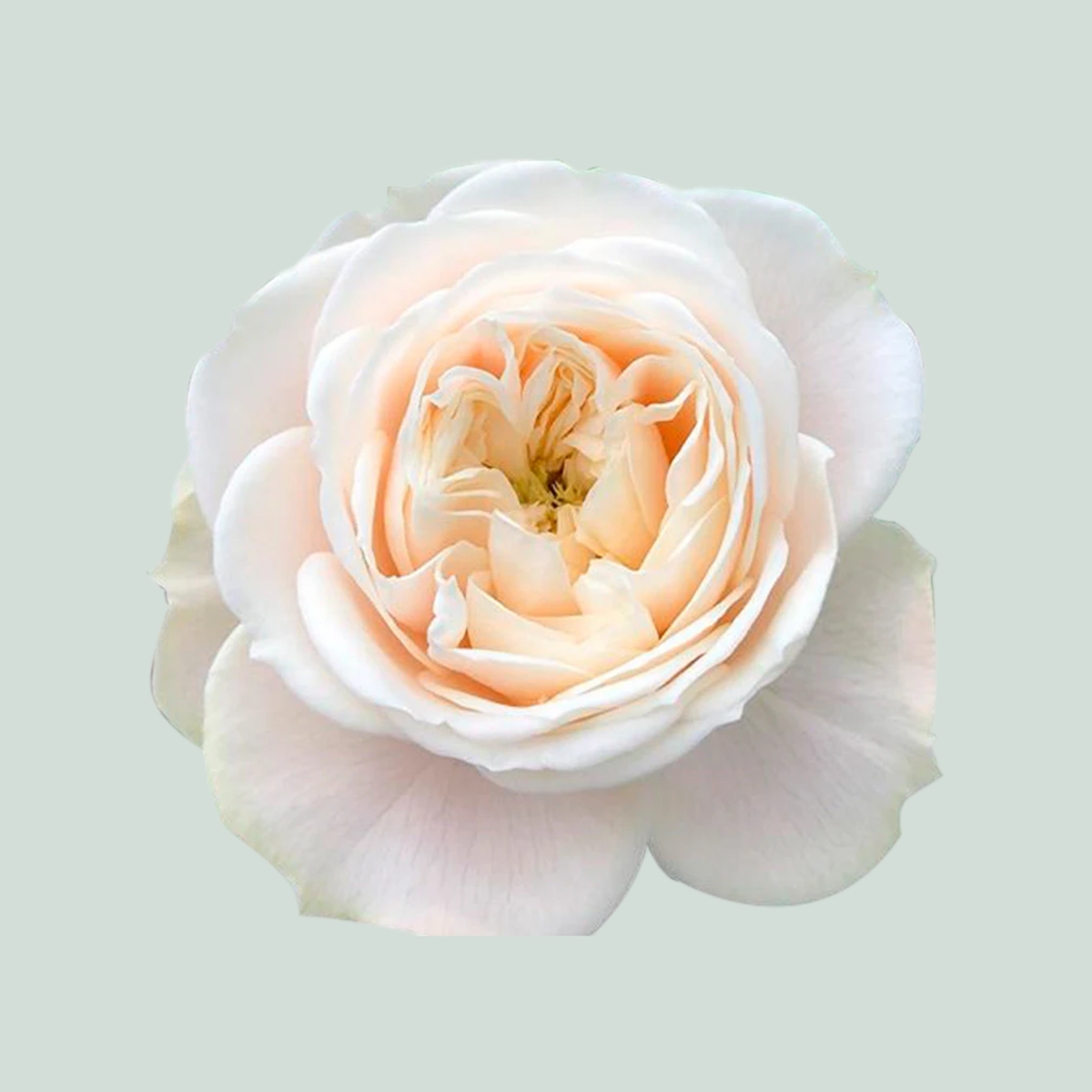 Rose Darlington