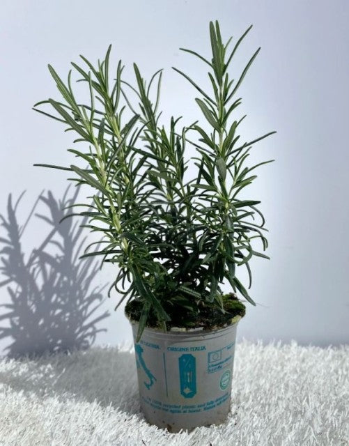 Rosemary officinalis
