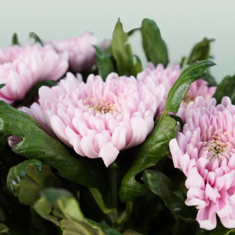 Chrysanthemum G Rossano