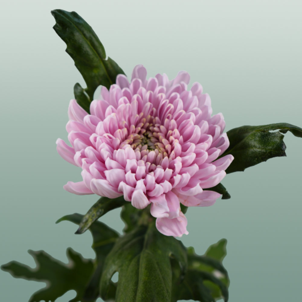 Chrysanthemum G Rossano
