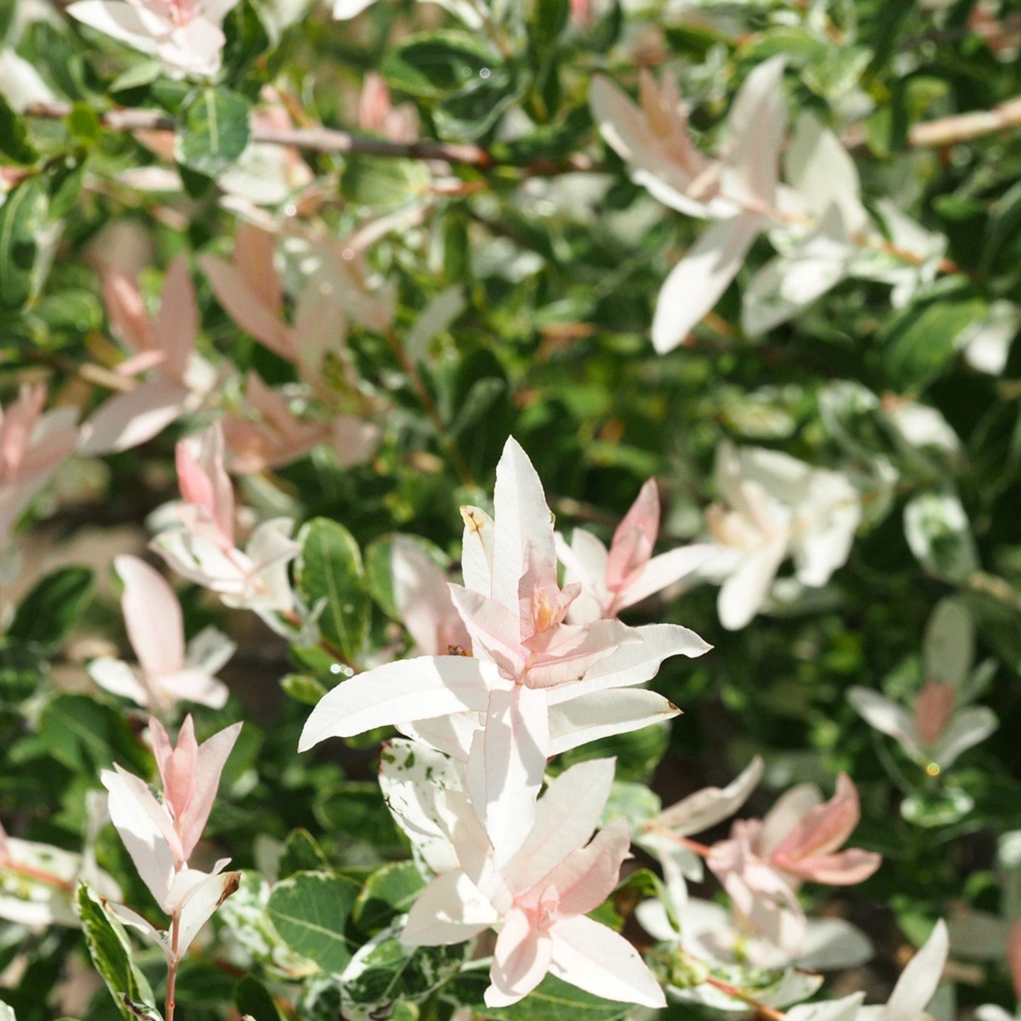 Salix integra 'Flamingo' Shrub 9cm / 1L / 1.5L
