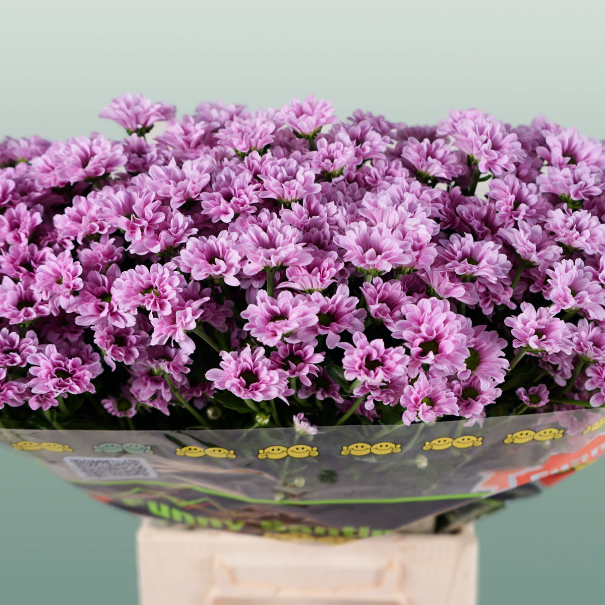 Chrysanthemum Santini Krissi