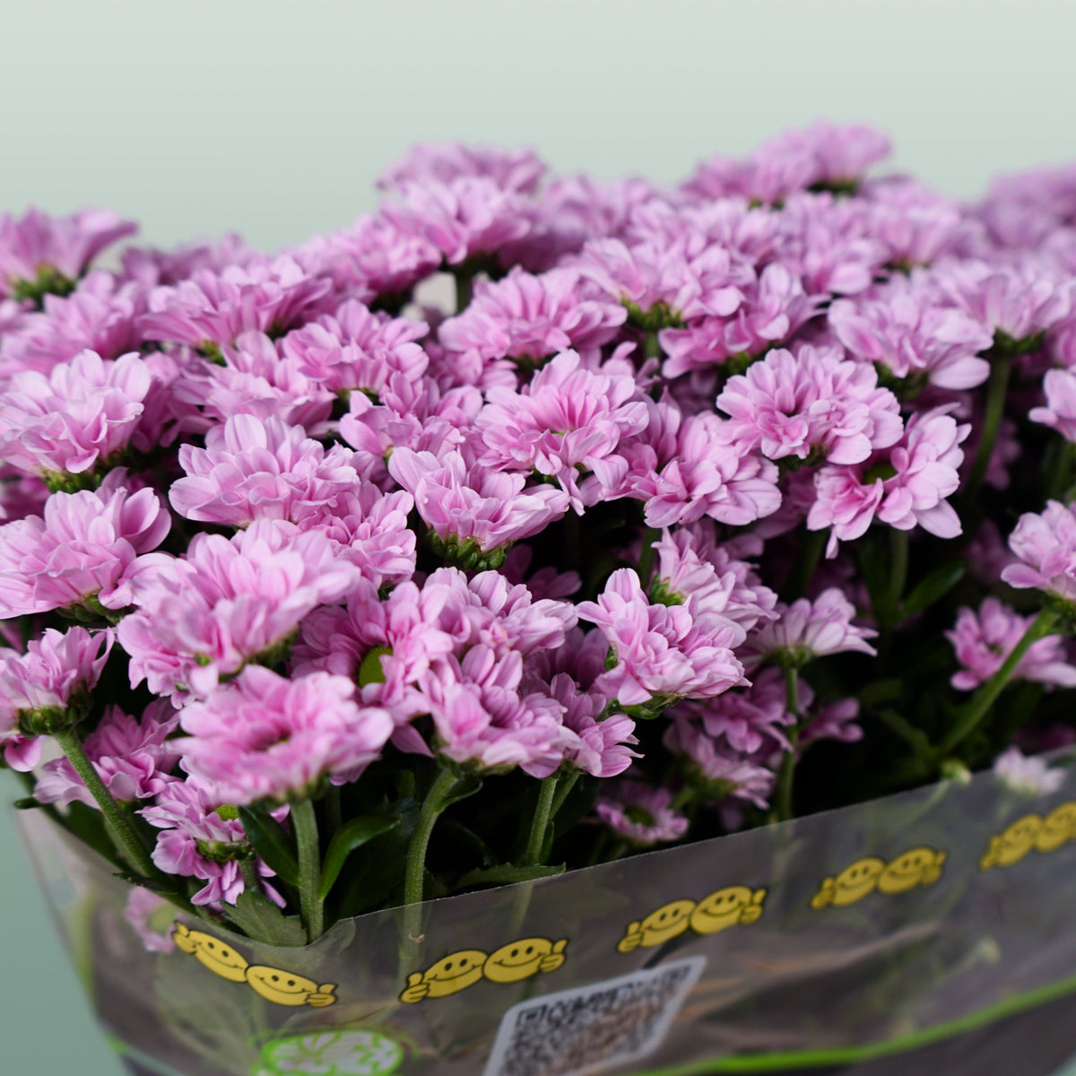 Chrysanthemum Santini Krissi