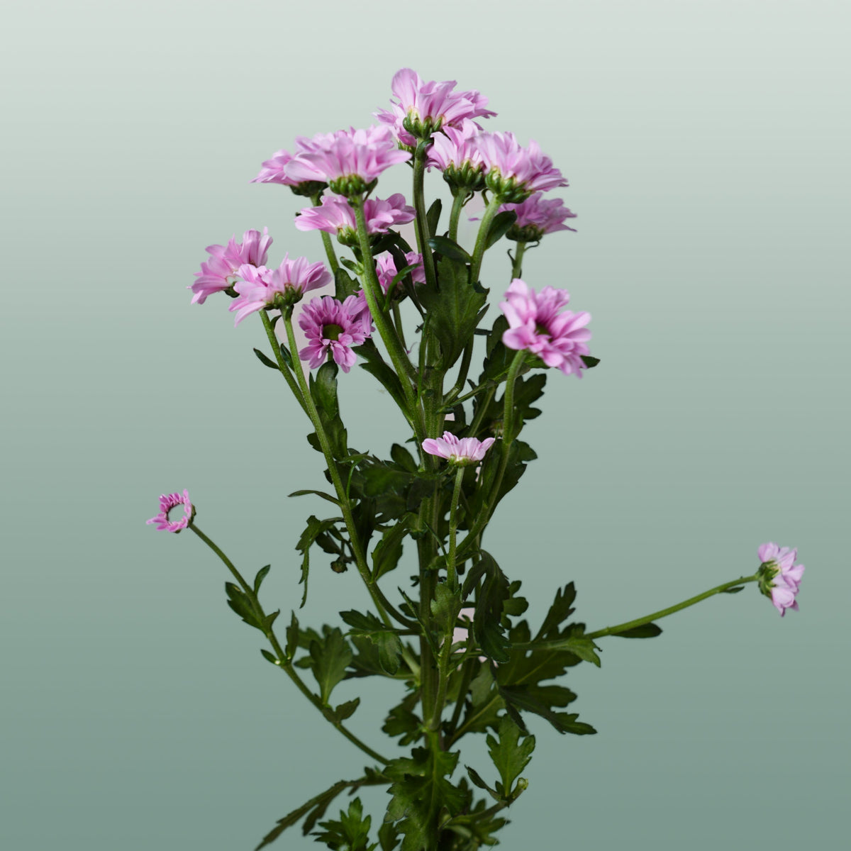 Chrysanthemum Santini Krissi