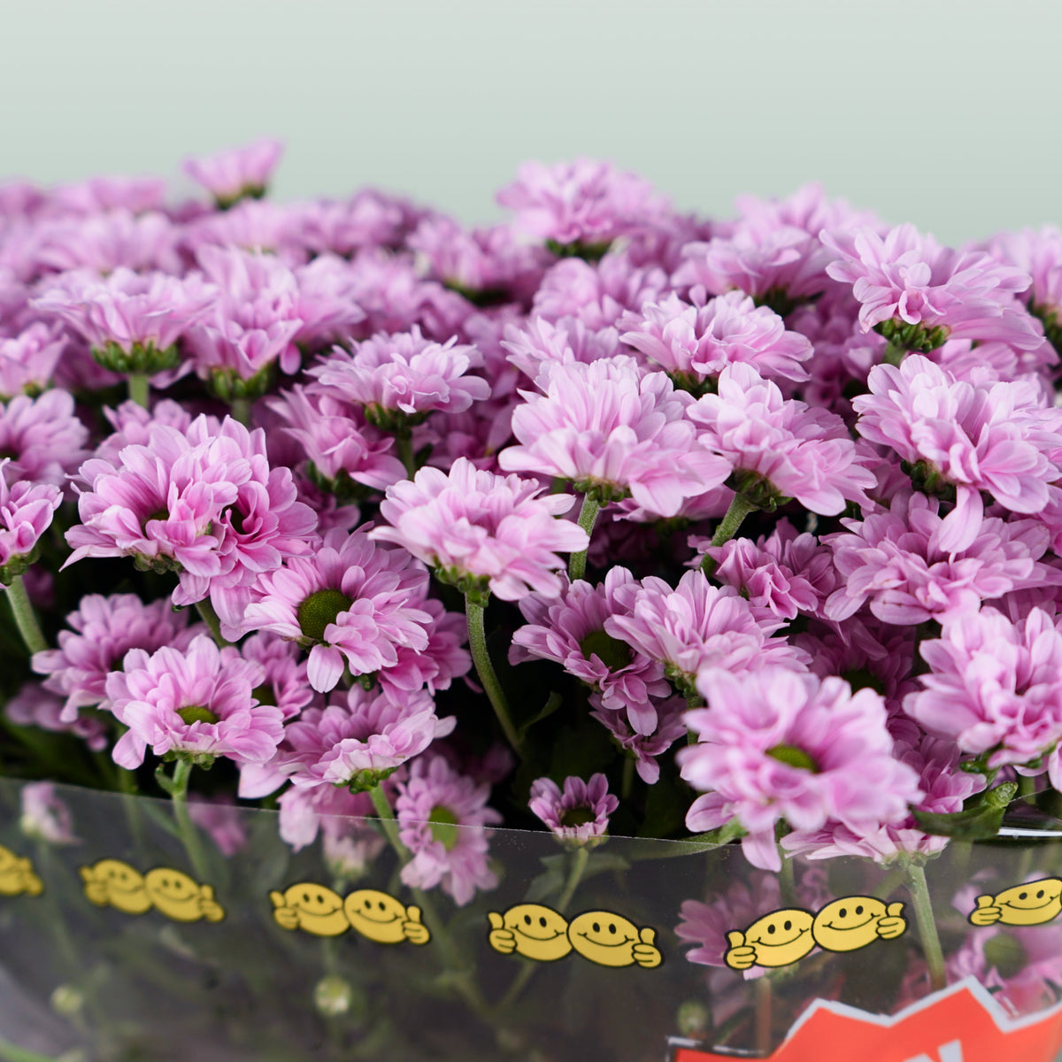 Chrysanthemum Santini Krissi