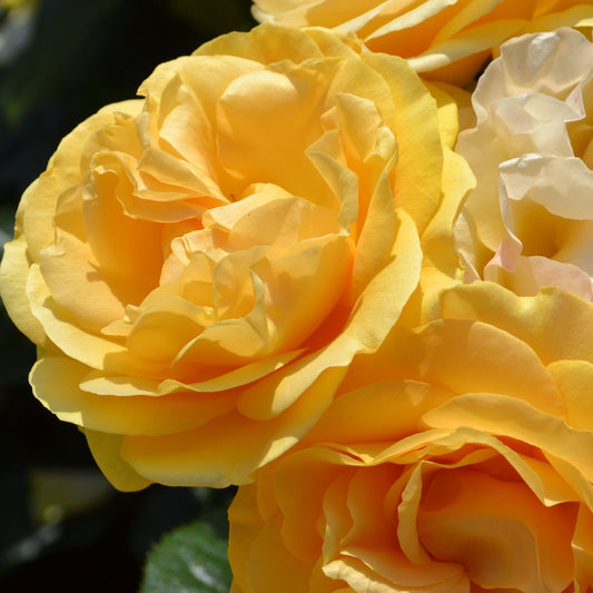 Absolutely Fabulous | Floribunda | 4L Potted Rose (PRE ORDER DECEMBER '25)