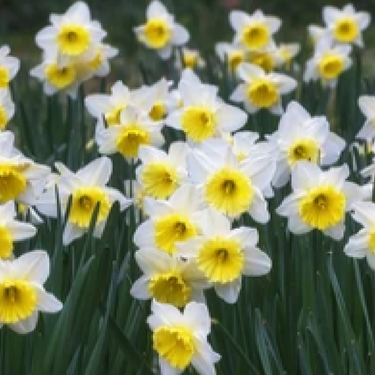 Narcissi Scented White Mix | Dwarf White Daffodil Bulbs (7 Bulbs)