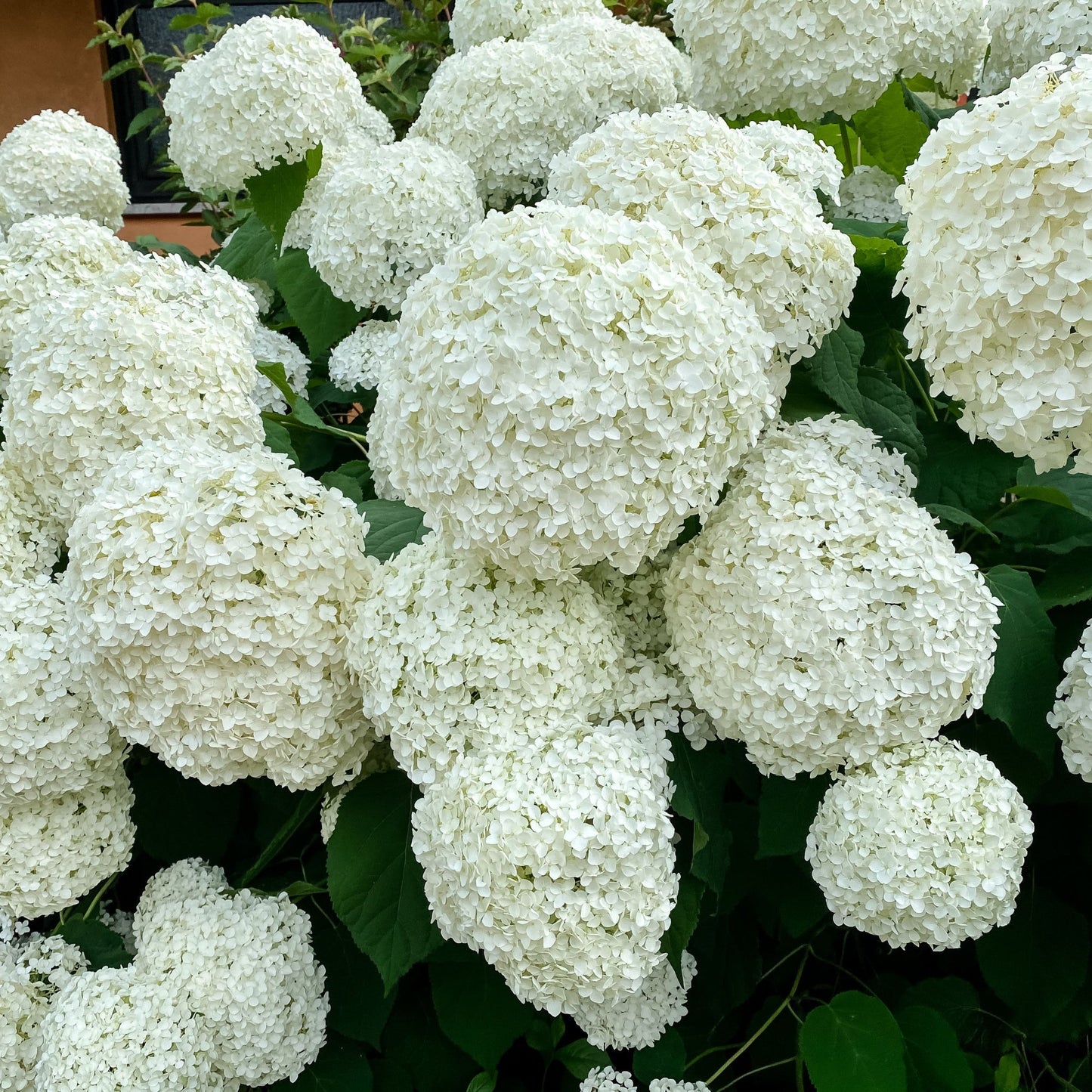 Hydrangea arborescens 'Annabelle' 9cm / 2L / 6L