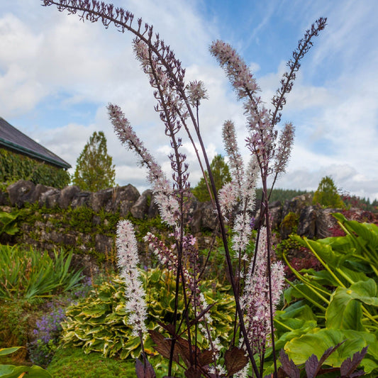 Actaea simplex Pink Spike' 2L