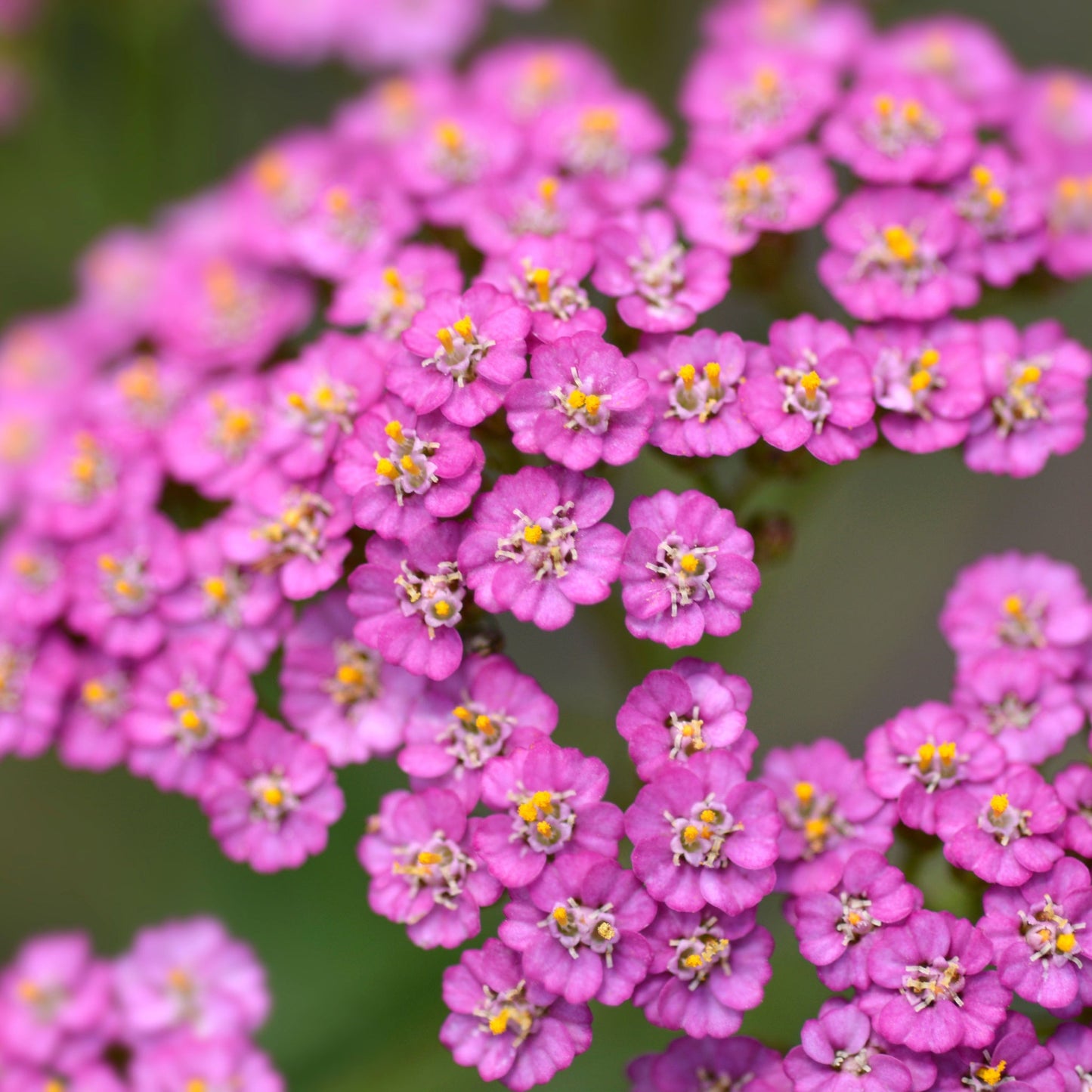 Achillea 'Summer Pastels' 9cm