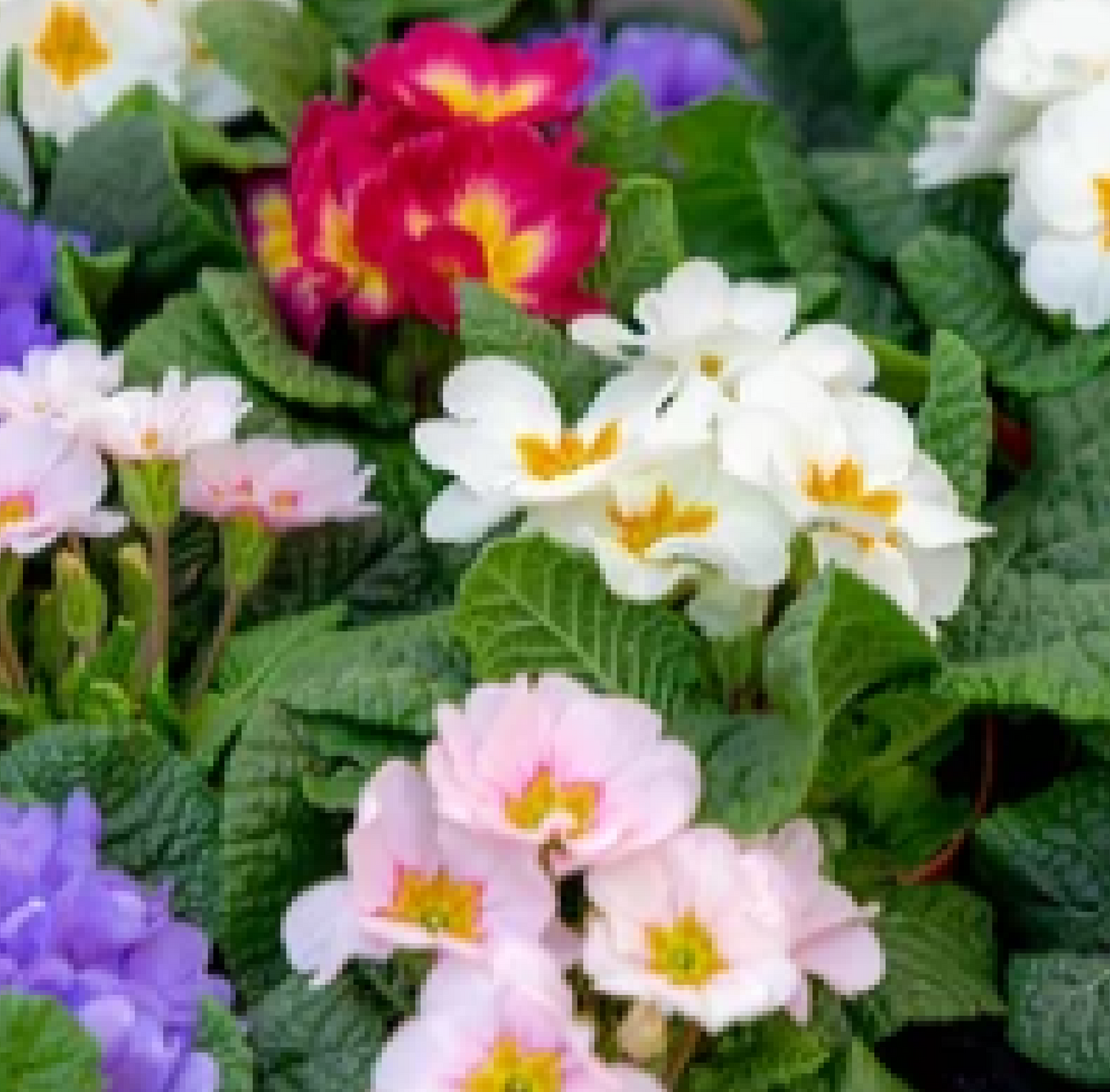 3 x 9cm Primula Pots | Primula/Primroses