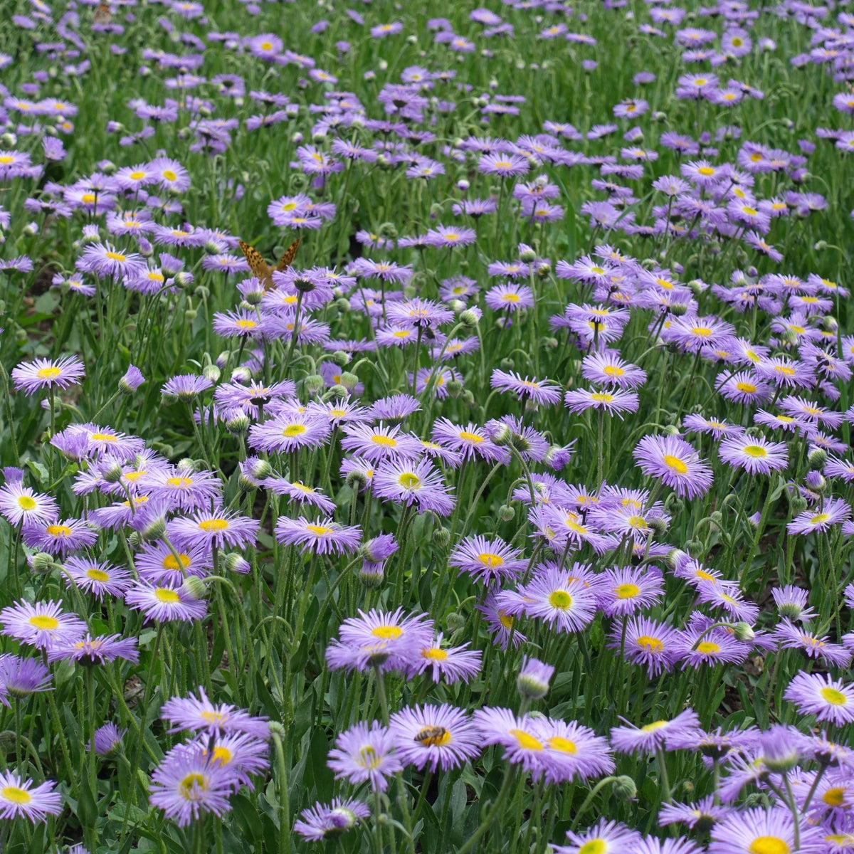 Erigeron karvinskianus Lavender Lady (9cm Pot)