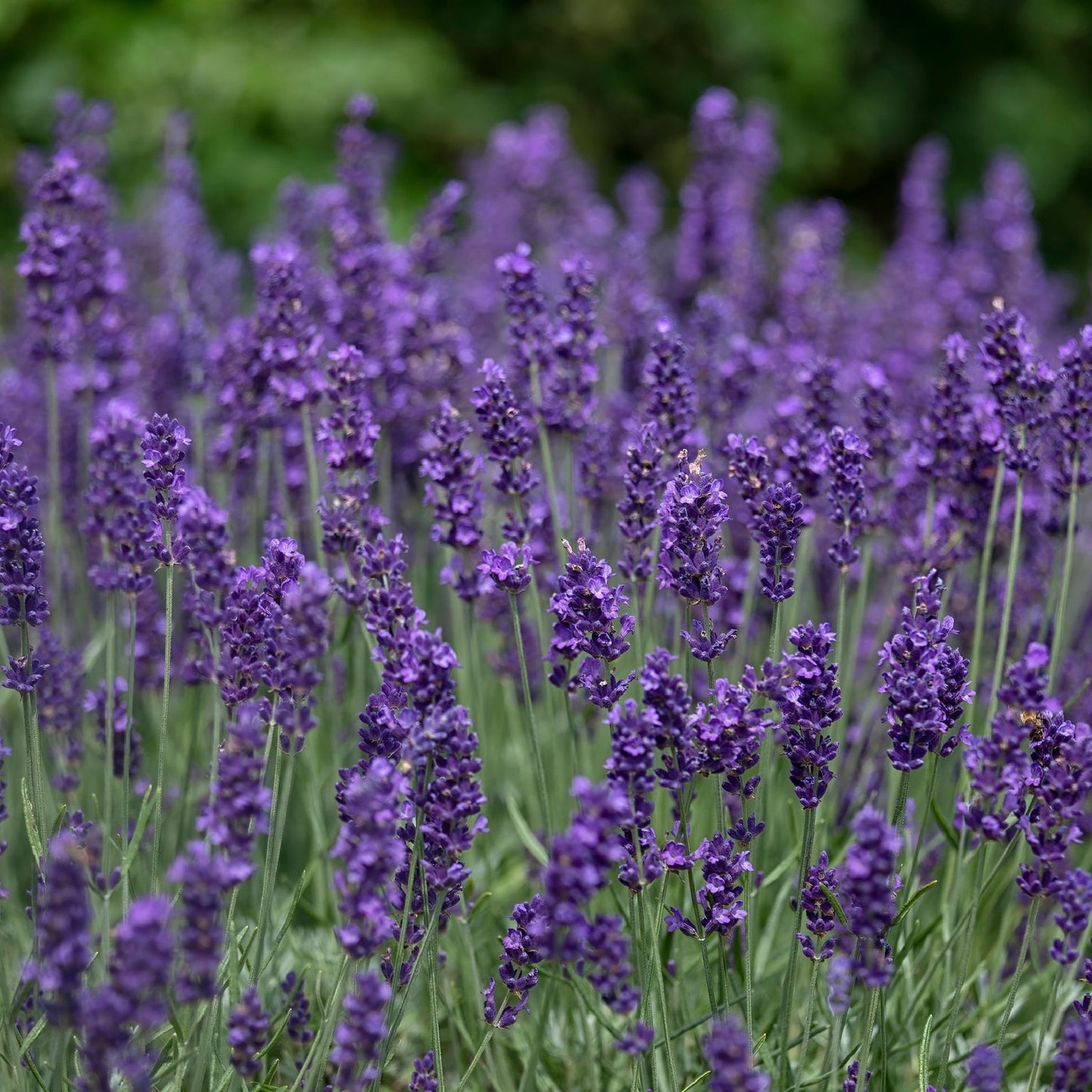 4 x Purple Flowering Perennials 9cm Pots